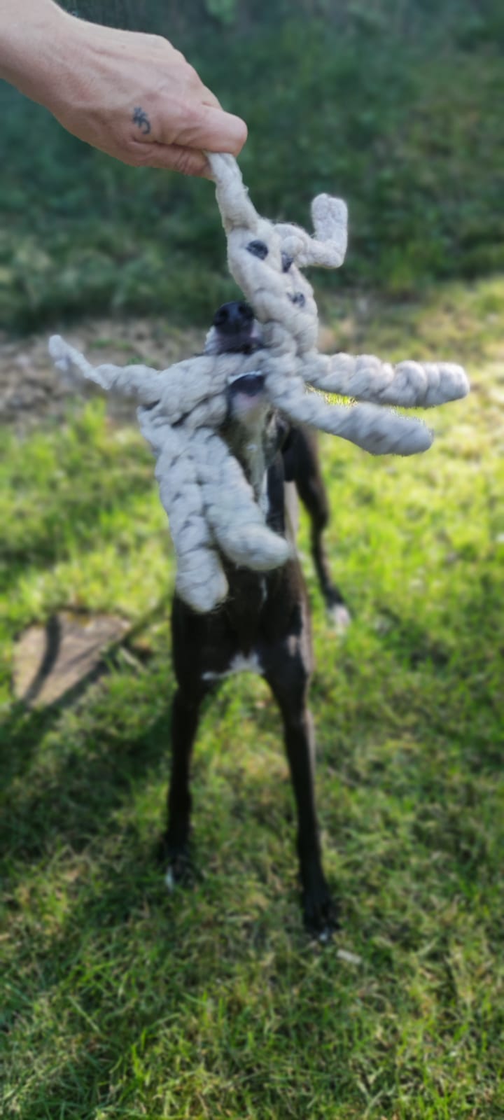 Dixie - Hundespielzeug Schaf aus gefilzter Schafwolle - mittel