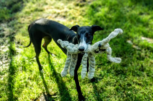 Dixie - Dog toy sheep made of felted sheep's wool - medium